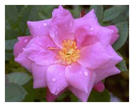 ROSA x 'De Montarville' (AC)